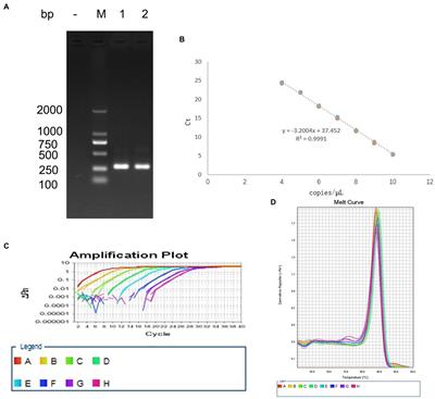 Berbamine, a bioactive alkaloid, suppresses equine herpesvirus type 1 in vitro and in vivo